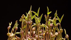 Lees meer over het artikel Kiemen! Voordelige vitaminebommetjes – Handig Goed